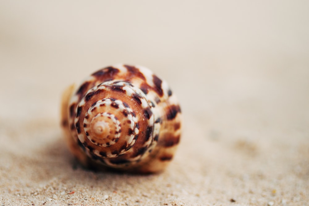 brown and white snail on white sand